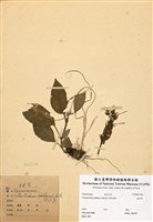 藏品(台閩苣苔(俄氏草))的圖片